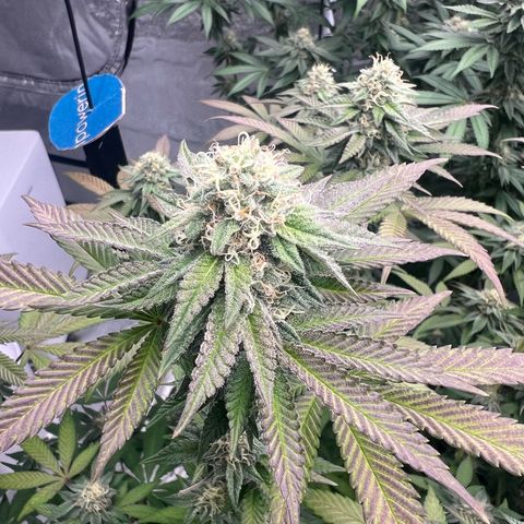 Blood bath growlog timeline photo