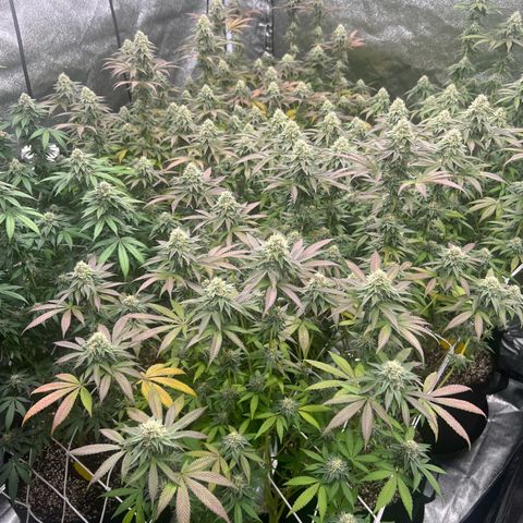 Blood bath growlog timeline photo