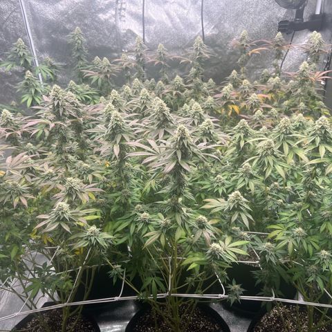 Blood bath growlog timeline photo