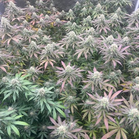Blood bath growlog timeline photo