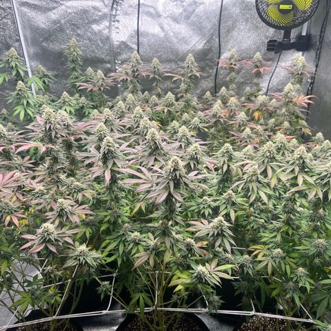 Blood bath growlog timeline photo