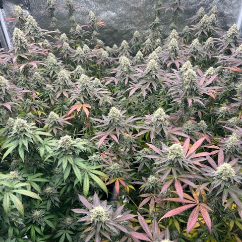 Blood bath growlog timeline photo