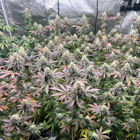 Blood bath growlog timeline photo