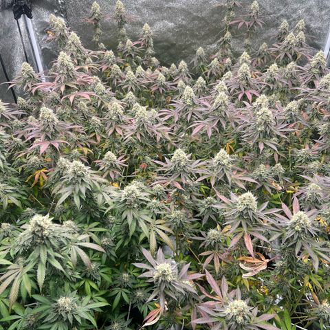 Blood bath growlog timeline photo
