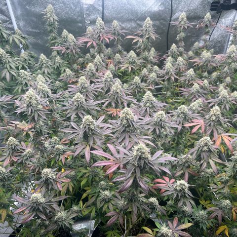 Blood bath growlog timeline photo