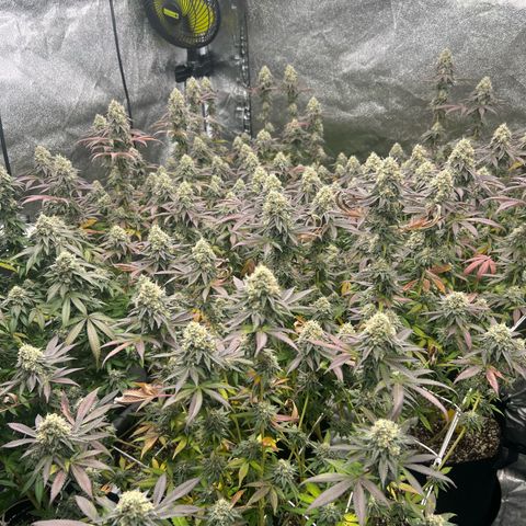 Blood bath growlog timeline photo