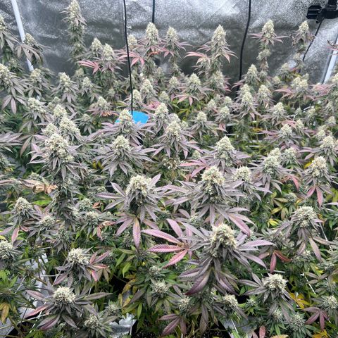 Blood bath growlog timeline photo