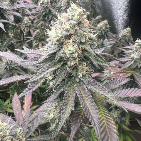 Blood bath growlog timeline photo