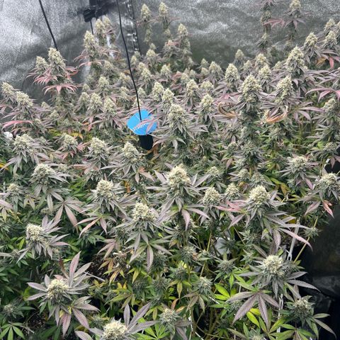 Blood bath growlog timeline photo