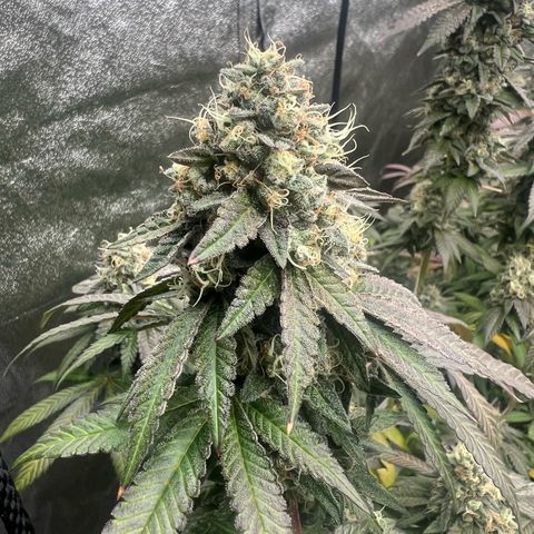 Blood bath growlog timeline photo