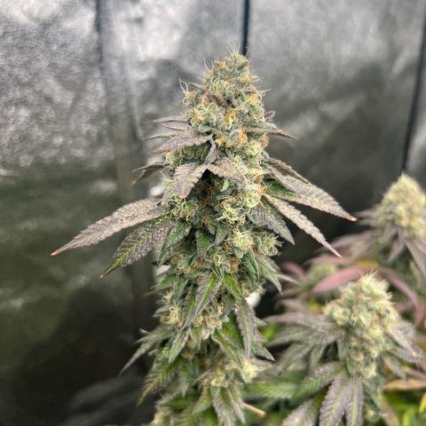 Blood bath growlog timeline photo