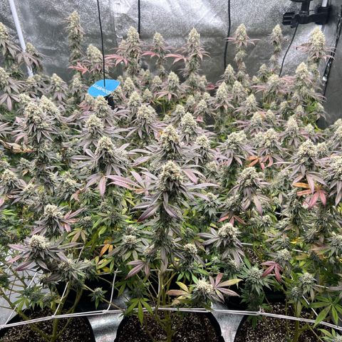 Blood bath growlog timeline photo