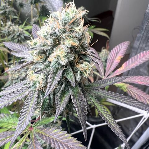 Blood bath growlog timeline photo