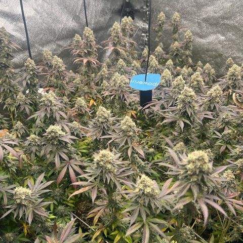 Blood bath growlog timeline photo