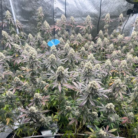 Blood bath growlog timeline photo