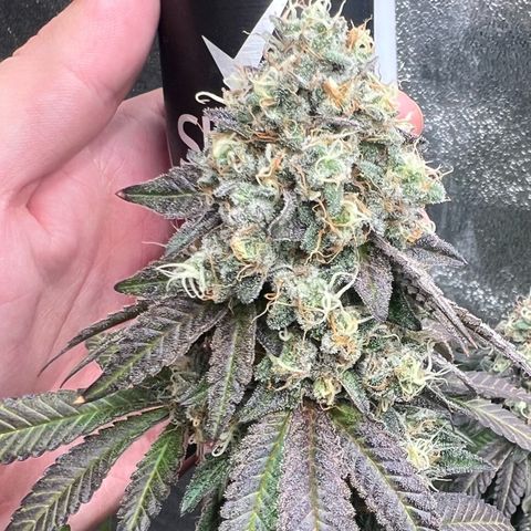 Blood bath growlog timeline photo
