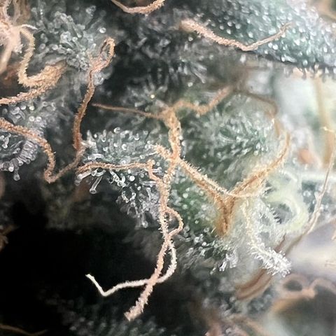 Blood bath growlog timeline photo
