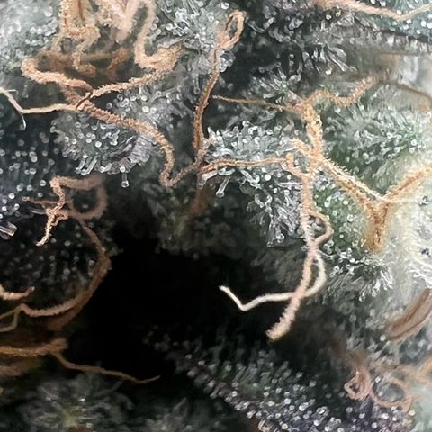 Blood bath growlog timeline photo
