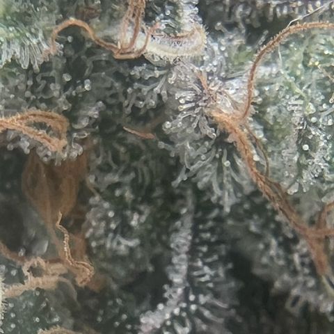 Blood bath growlog timeline photo