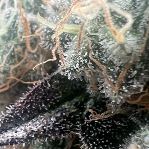 Blood bath growlog timeline photo