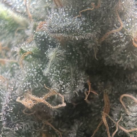 Blood bath growlog timeline photo
