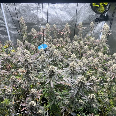 Blood bath growlog timeline photo