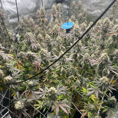 Blood bath growlog timeline photo