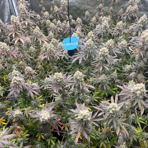 Blood bath growlog timeline photo