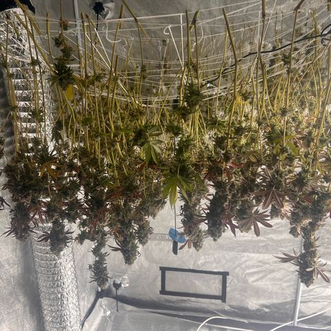 Blood bath growlog timeline photo