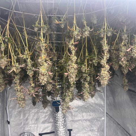 Blood bath growlog timeline photo