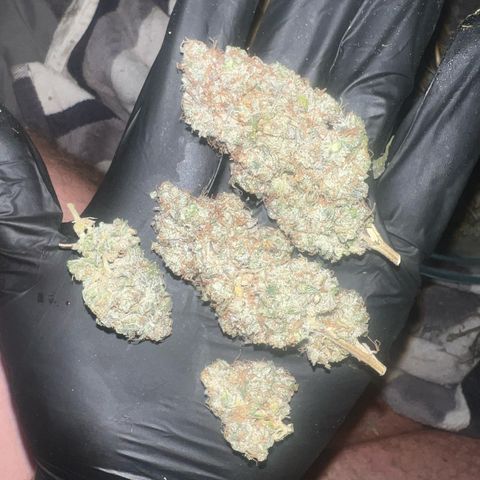 Blood bath growlog timeline photo