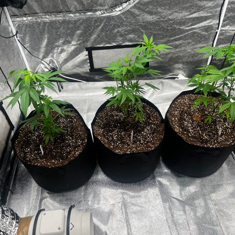 Blue Sunset Sherbet  growlog timeline photo
