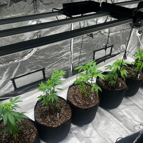 Blue Sunset Sherbet  growlog timeline photo