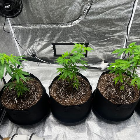 Blue Sunset Sherbet  growlog timeline photo