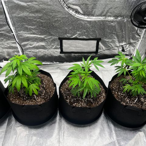 Blue Sunset Sherbet  growlog timeline photo