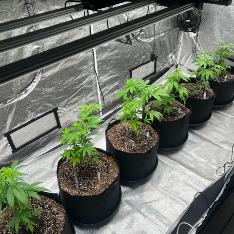 Blue Sunset Sherbet  growlog timeline photo