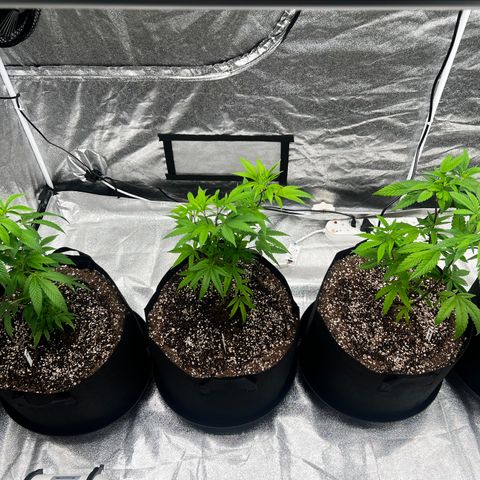 Blue Sunset Sherbet  growlog timeline photo