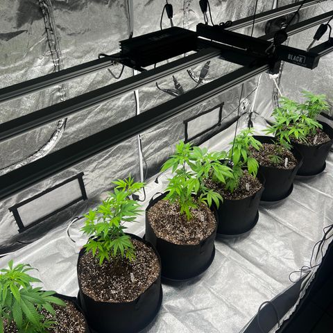Blue Sunset Sherbet  growlog timeline photo
