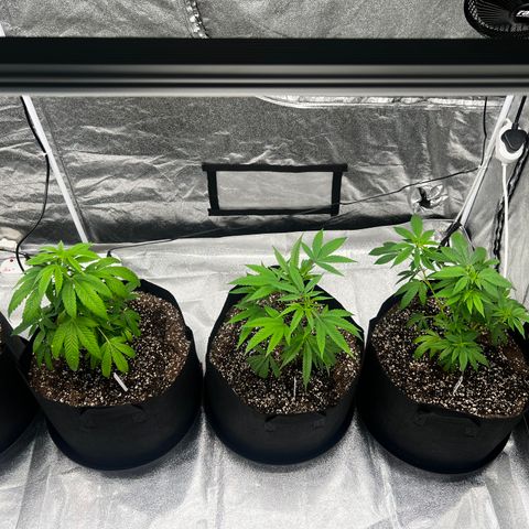 Blue Sunset Sherbet  growlog timeline photo