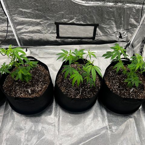 Blue Sunset Sherbet  growlog timeline photo