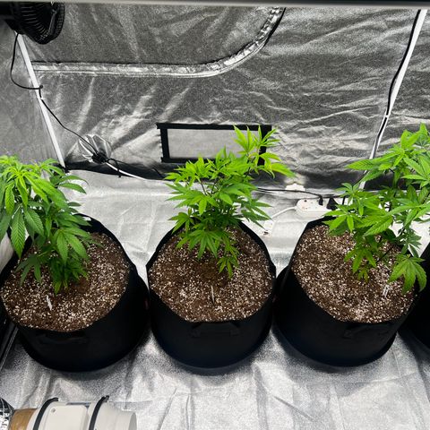 Blue Sunset Sherbet  growlog timeline photo