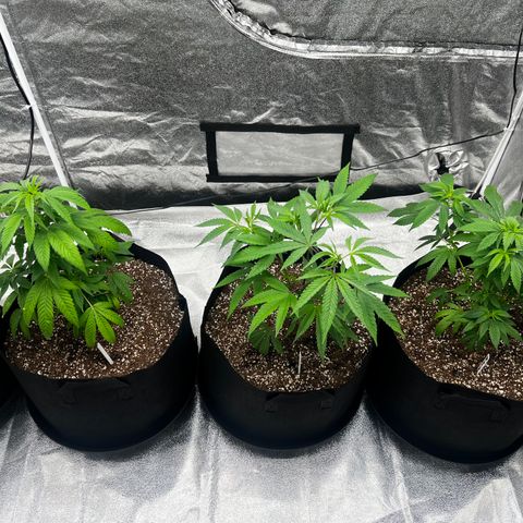 Blue Sunset Sherbet  growlog timeline photo