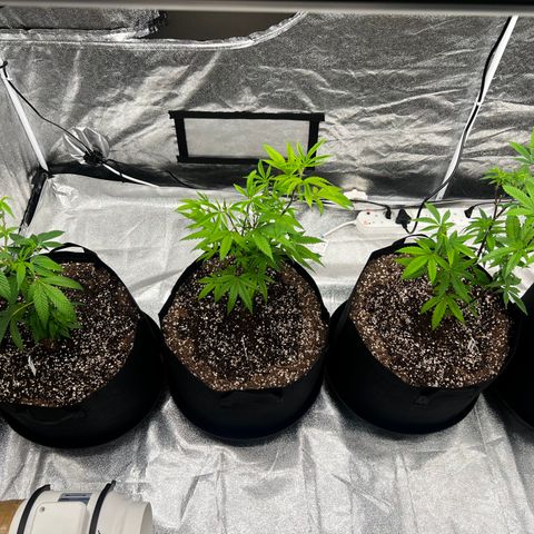 Blue Sunset Sherbet  growlog timeline photo