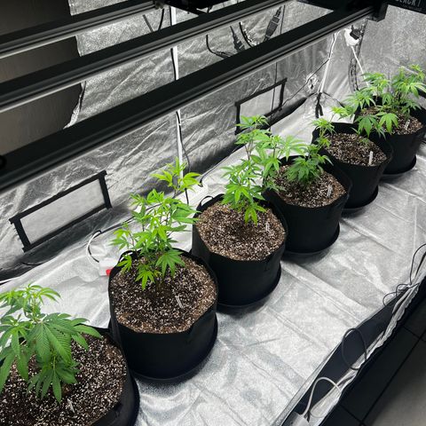 Blue Sunset Sherbet  growlog timeline photo