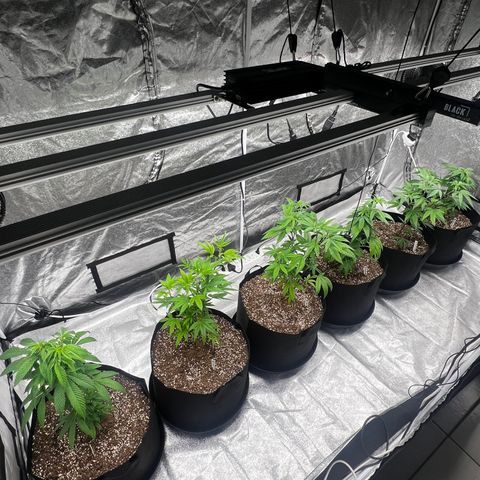 Blue Sunset Sherbet  growlog timeline photo