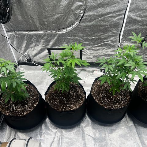 Blue Sunset Sherbet  growlog timeline photo
