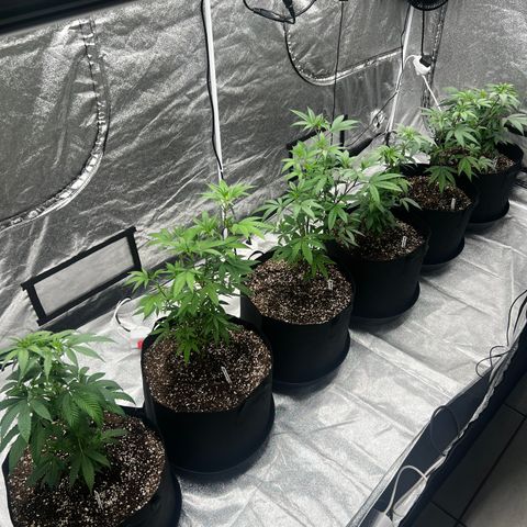 Blue Sunset Sherbet  growlog timeline photo