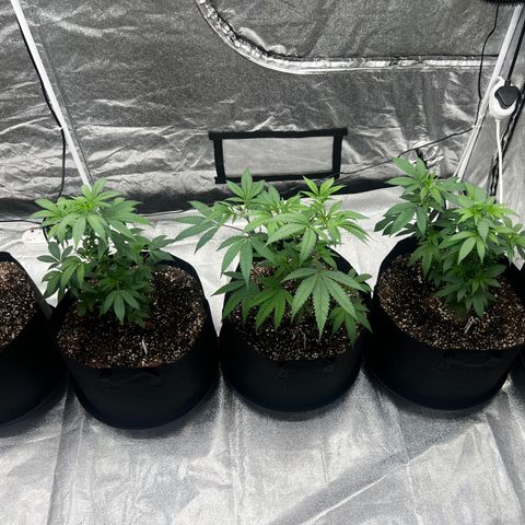 Blue Sunset Sherbet  growlog timeline photo