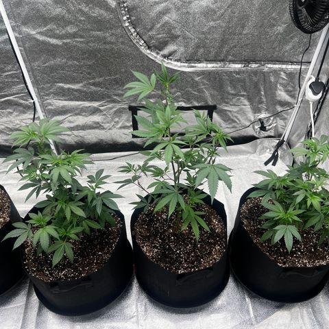 Blue Sunset Sherbet  growlog timeline photo