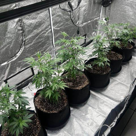 Blue Sunset Sherbet  growlog timeline photo